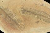 Two Fossil Fern (Pecopteris) Fronds - Mazon Creek #121056-1